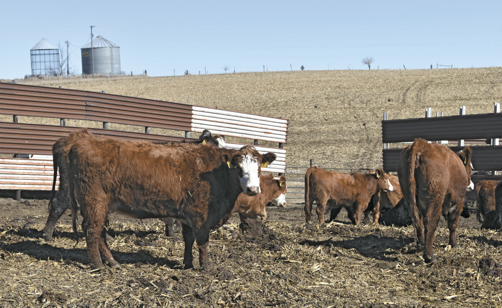 Cattle pen